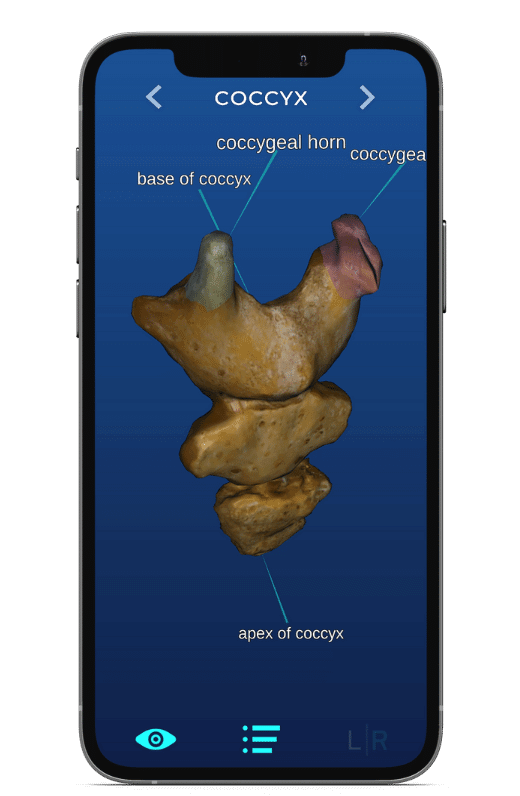 Coccyx 3d bone model mobile app for learning anatomy skelviewer 3