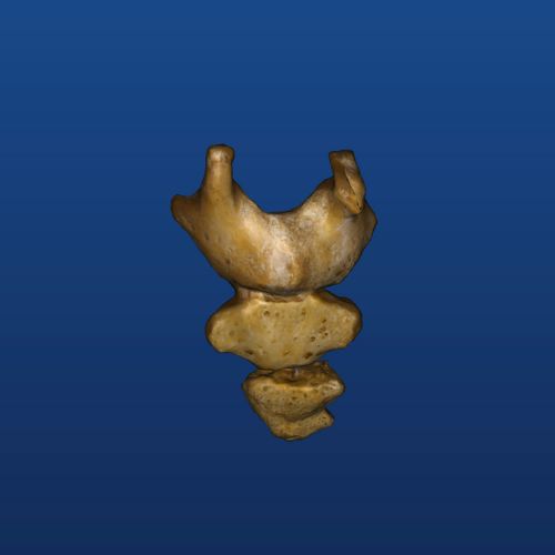 Coccyx 3d model in mobile app for anatomy and osteology 1