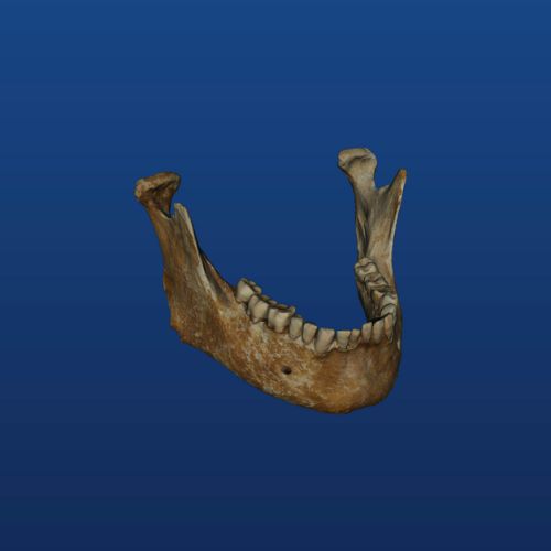 Mandible 3d model in mobile app for anatomy and osteology 1