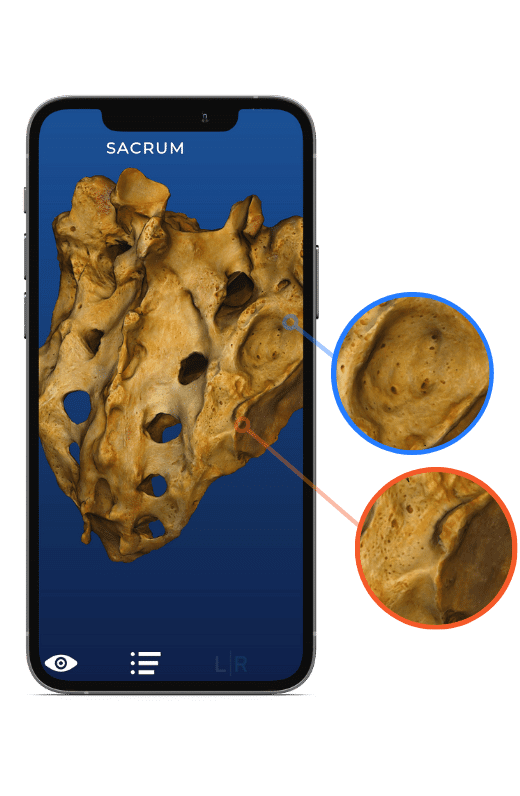 Sacrum 3d bone model for anatomy students skelviewer 2