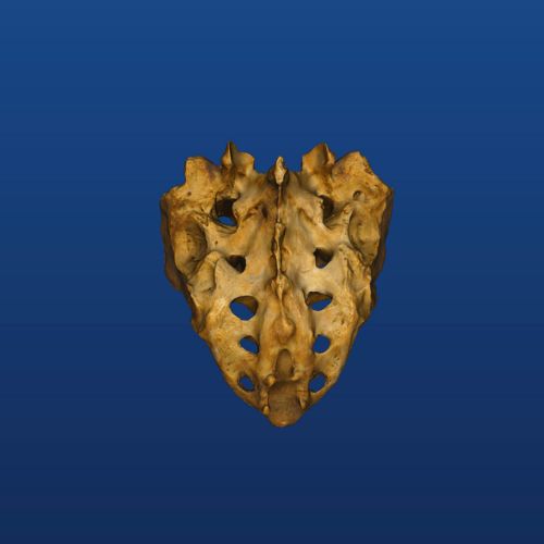 Sacrum 3d model in mobile app for anatomy and osteology 1