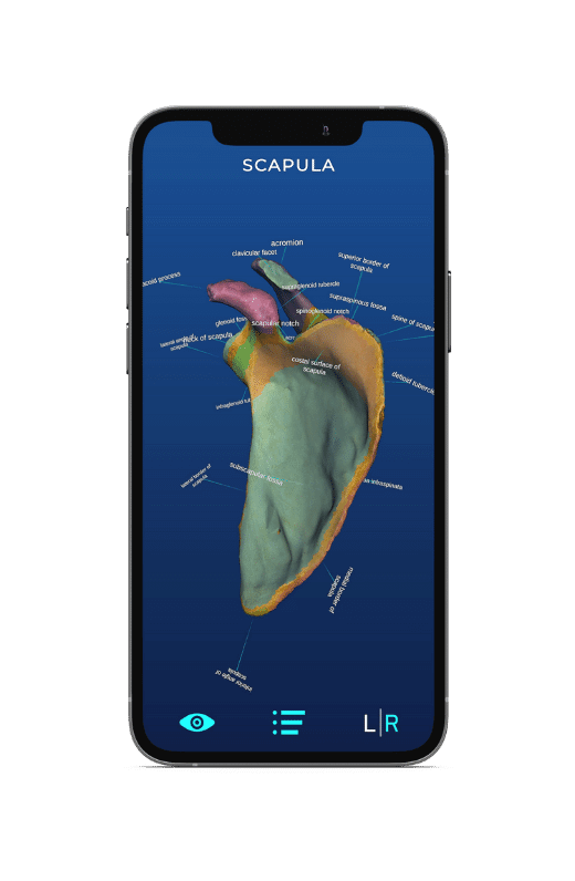 Scapula 3d bone model for anatomy students skelviewer 2