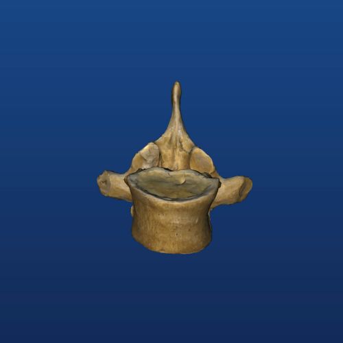 Th6 3d model in mobile app for anatomy and osteology 1