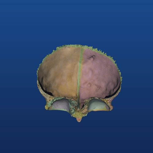 skull 3d model in mobile app for anatomy and osteology 1